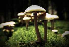 森林生长的清新可人小蘑菇植物图片壁纸