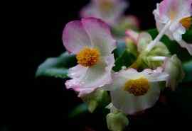娇小四季海棠图片高清植物桌面壁纸