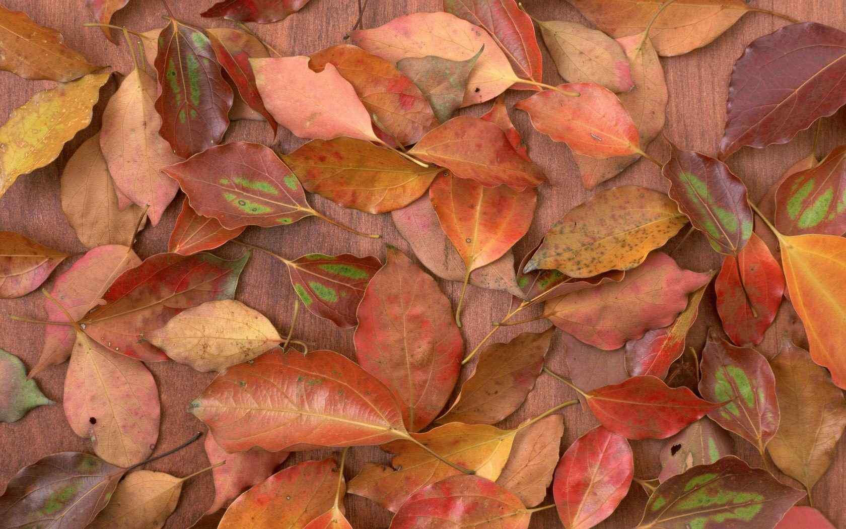 红色落叶植物叶脉特写摄影桌面壁纸