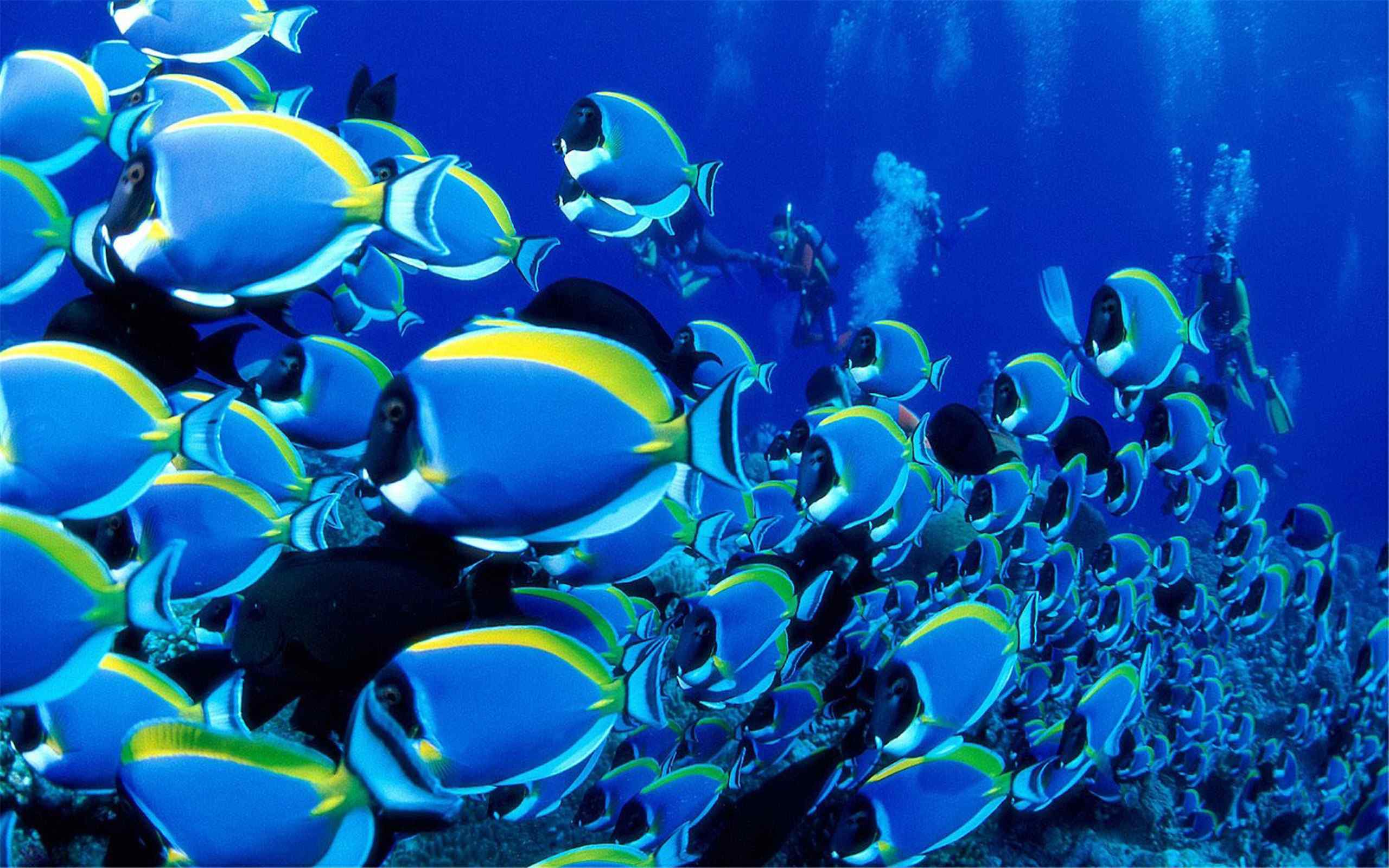 热带海底世界动物摄影高清壁纸图片大全第二辑