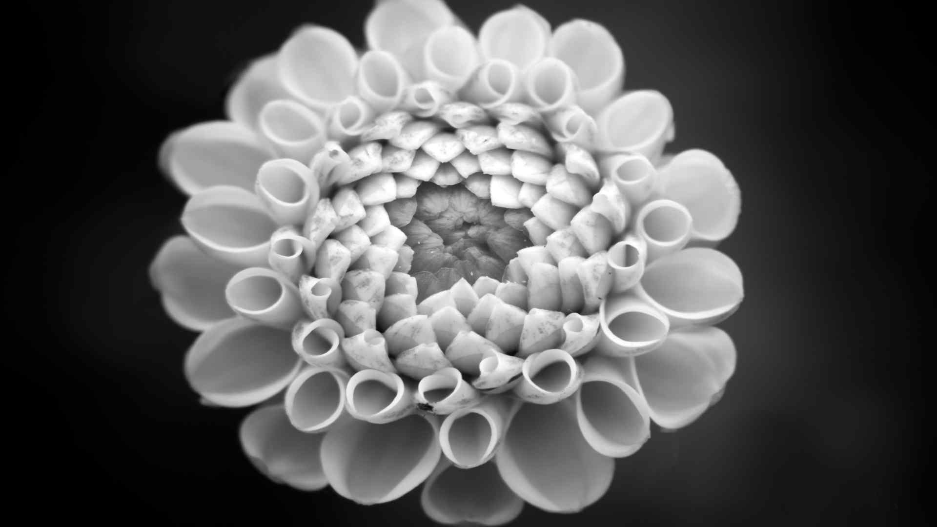 黑白色调植物花朵创意设计电脑壁纸图片