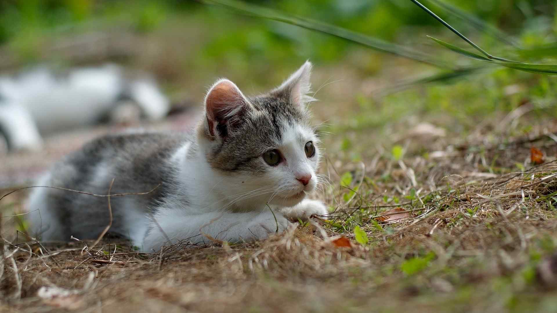 草地狩猎的可爱小猫电脑壁纸下载