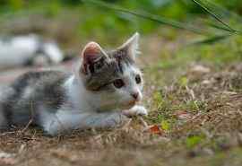 草地狩猎的可爱小猫电脑壁纸下载
