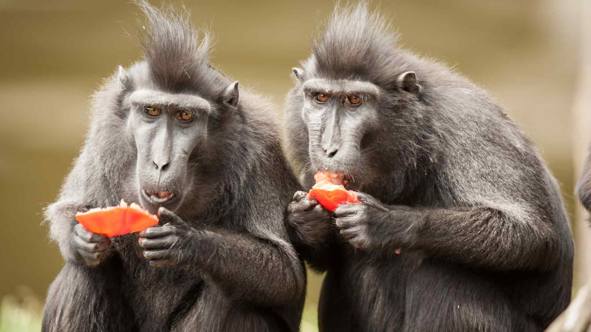 两只猴子吃东西搞笑电脑壁纸