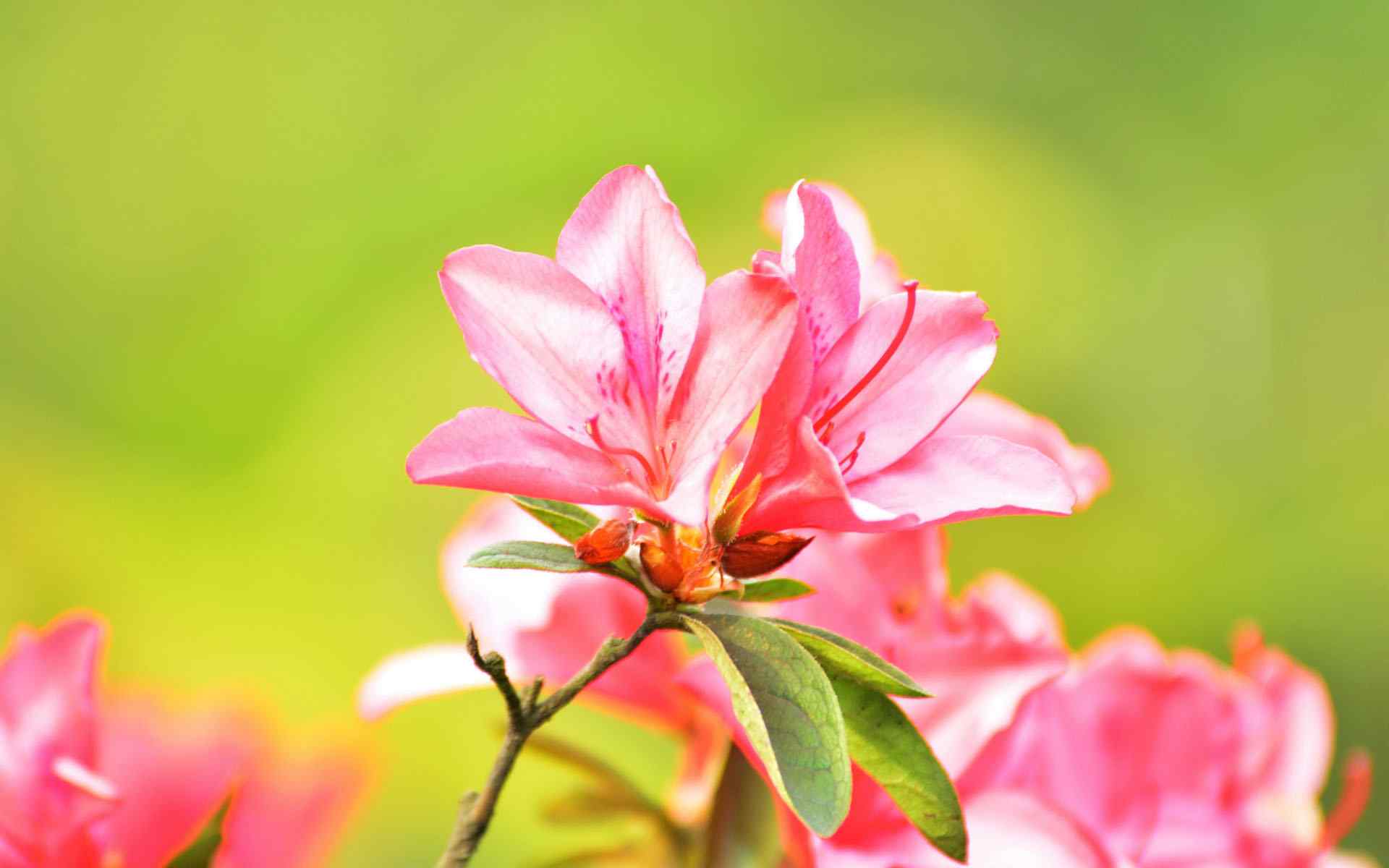 四季海棠清新粉色花卉桌面壁纸图片