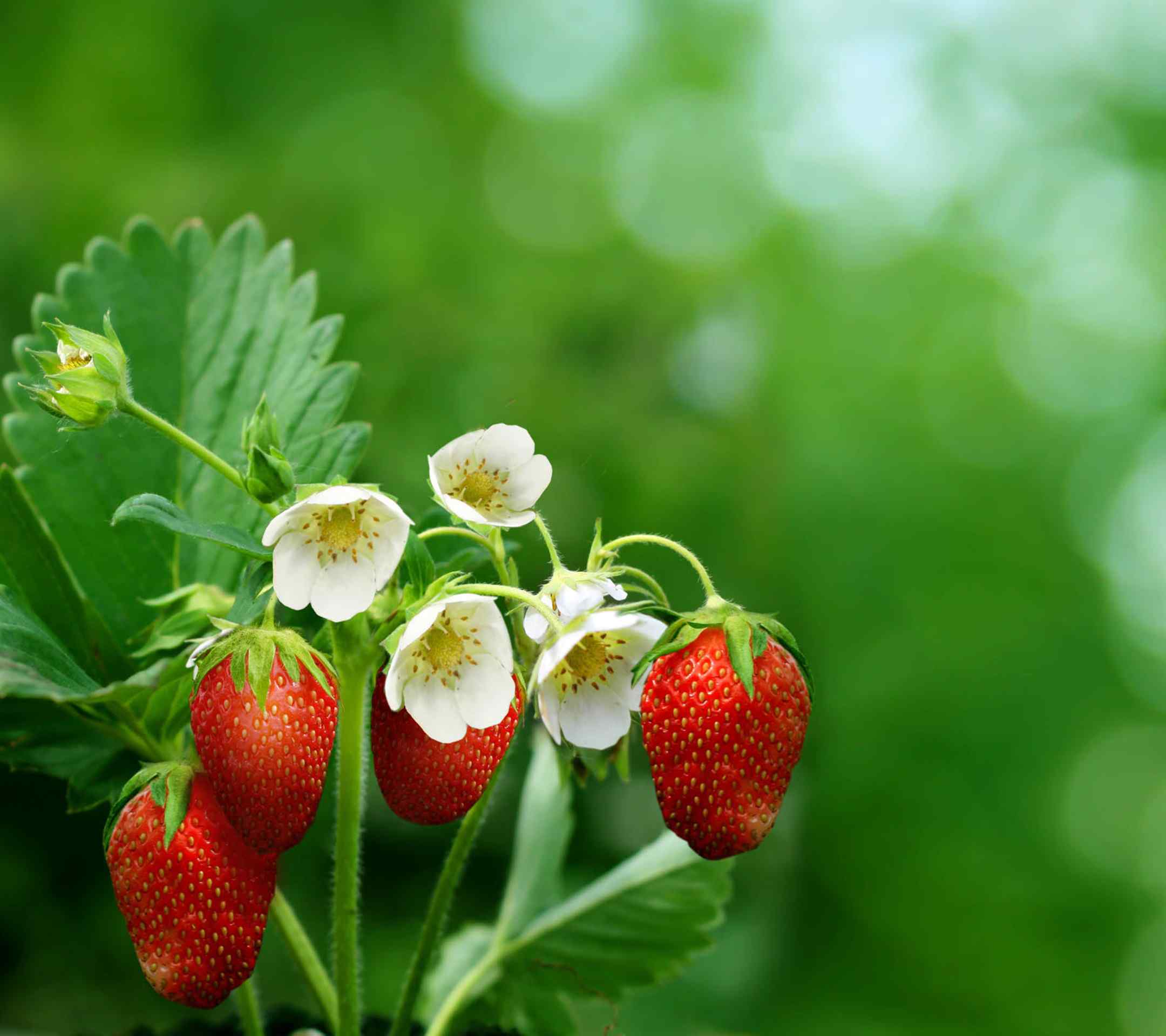 可口草莓生长图片桌面壁纸