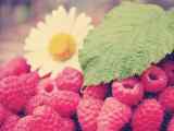 成熟的新鲜红色山莓高清图片