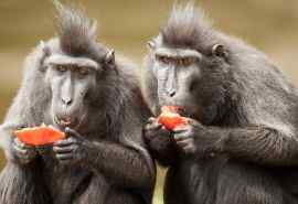 两只猴子吃东西搞笑电脑壁纸
