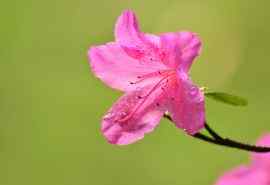 四季海棠清新粉色花卉桌面壁纸图片