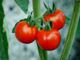 枝头上的成熟番茄