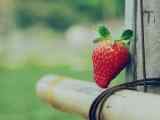 孤独的草莓小清新