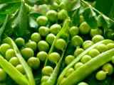 新鲜绿色颗粒豌豆