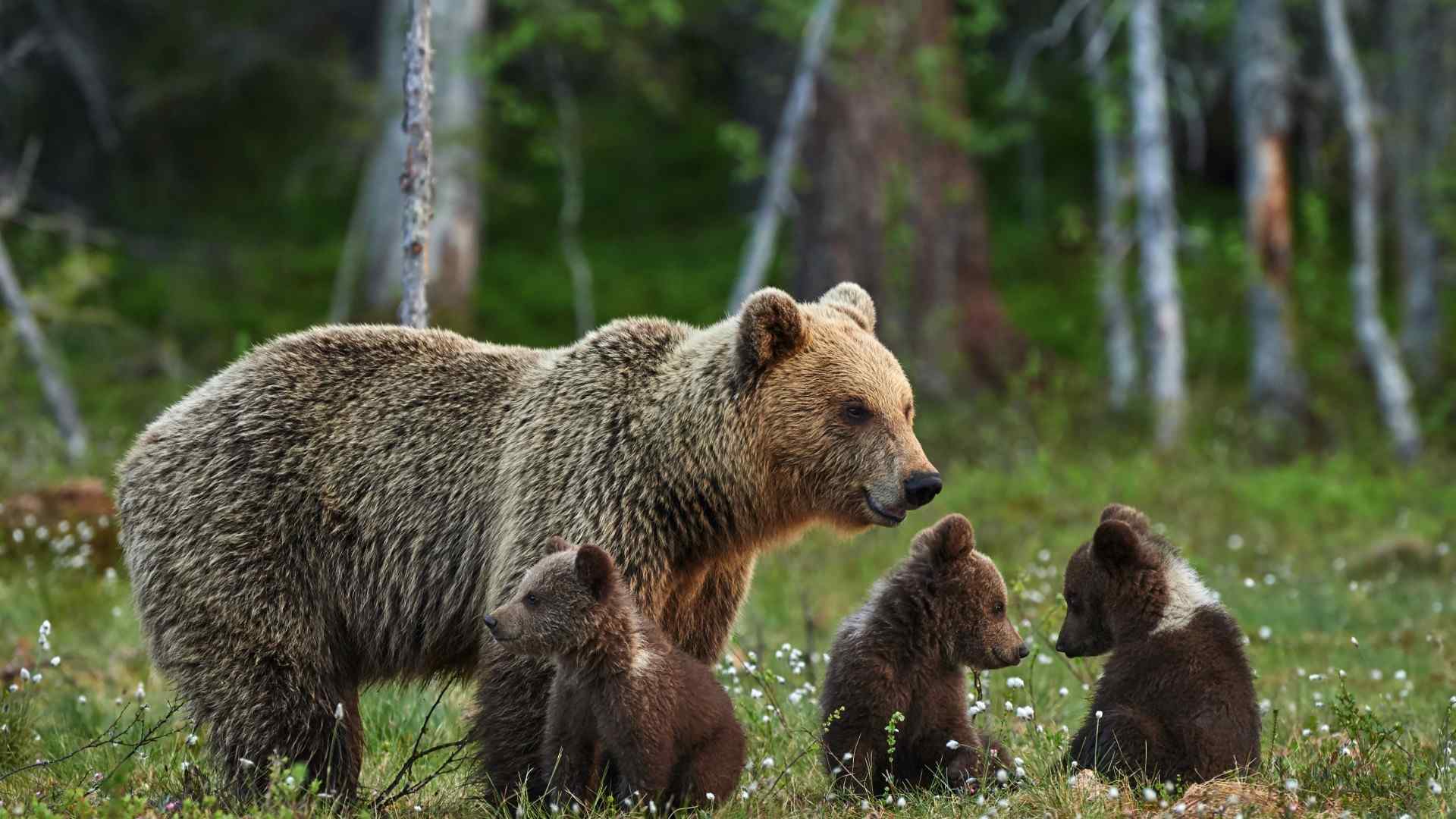 草地里有爱的棕熊一家人电脑壁纸