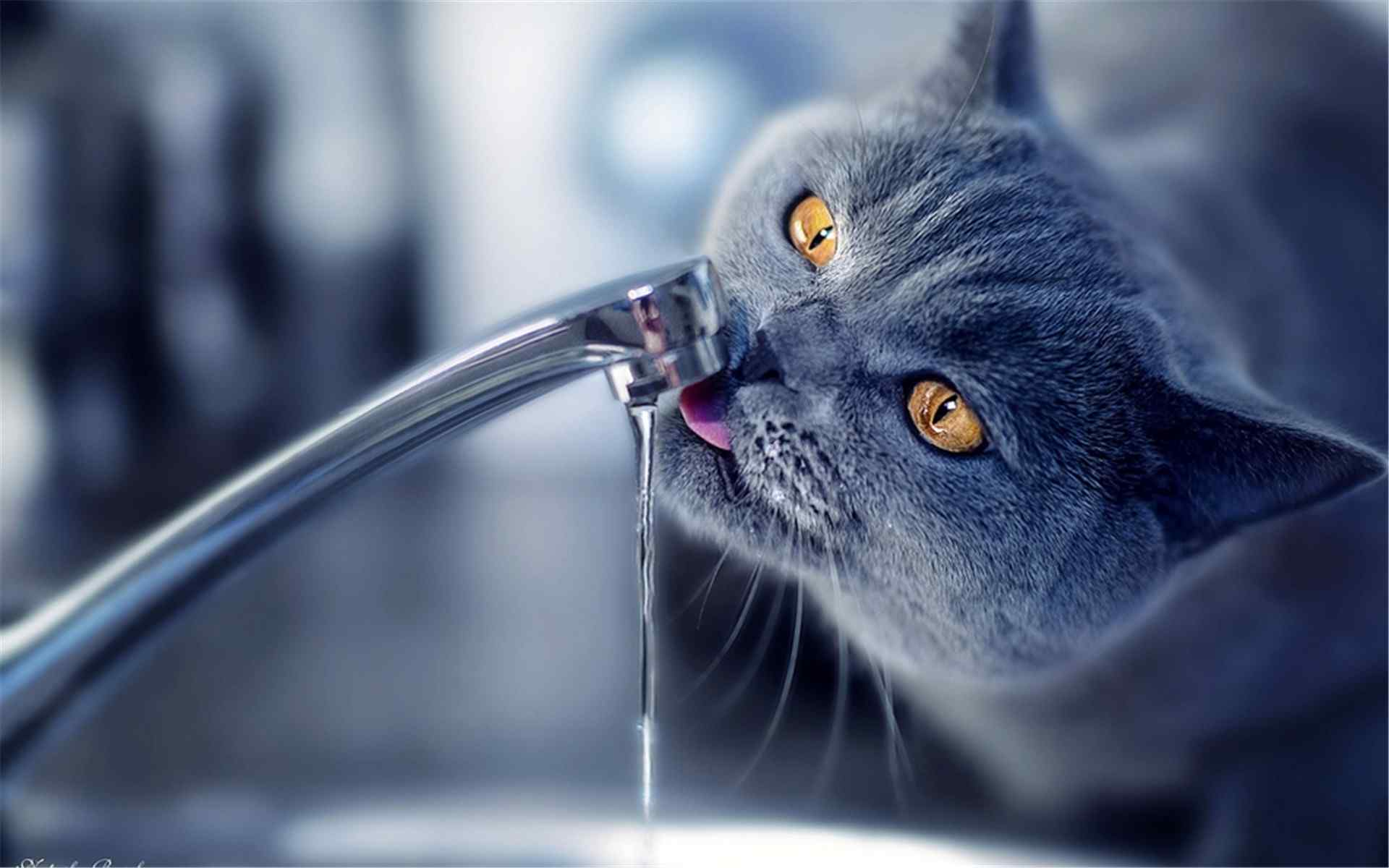 灰色小猫喝水桌面壁纸