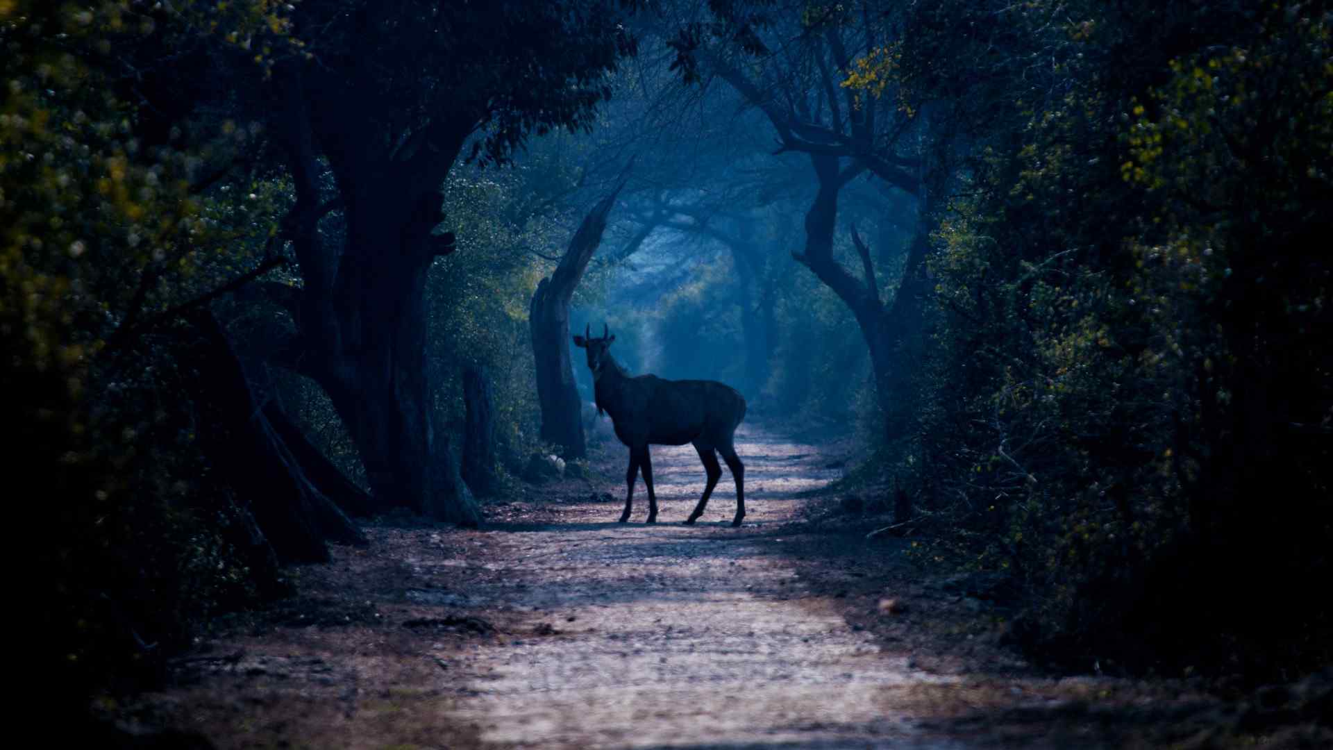 夜晚森林道路上的鹿高清电脑壁纸
