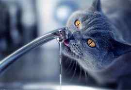 灰色小猫喝水桌面壁纸