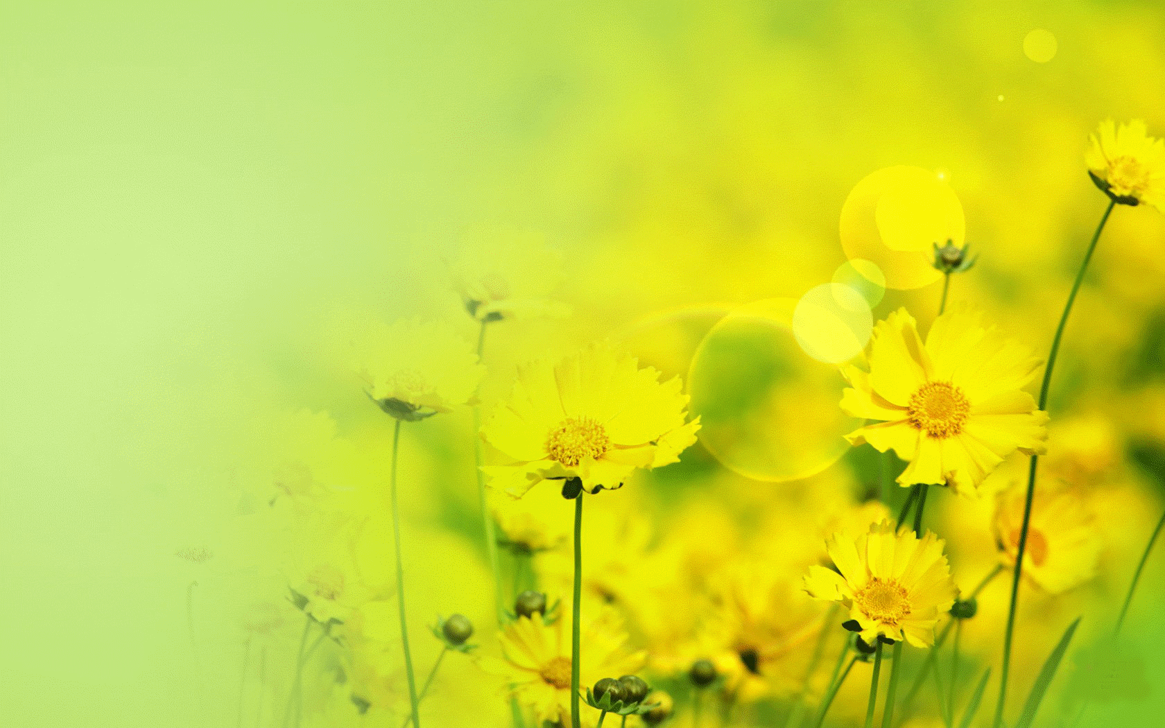 秋天盛开的黄色菊花高清动态壁纸
