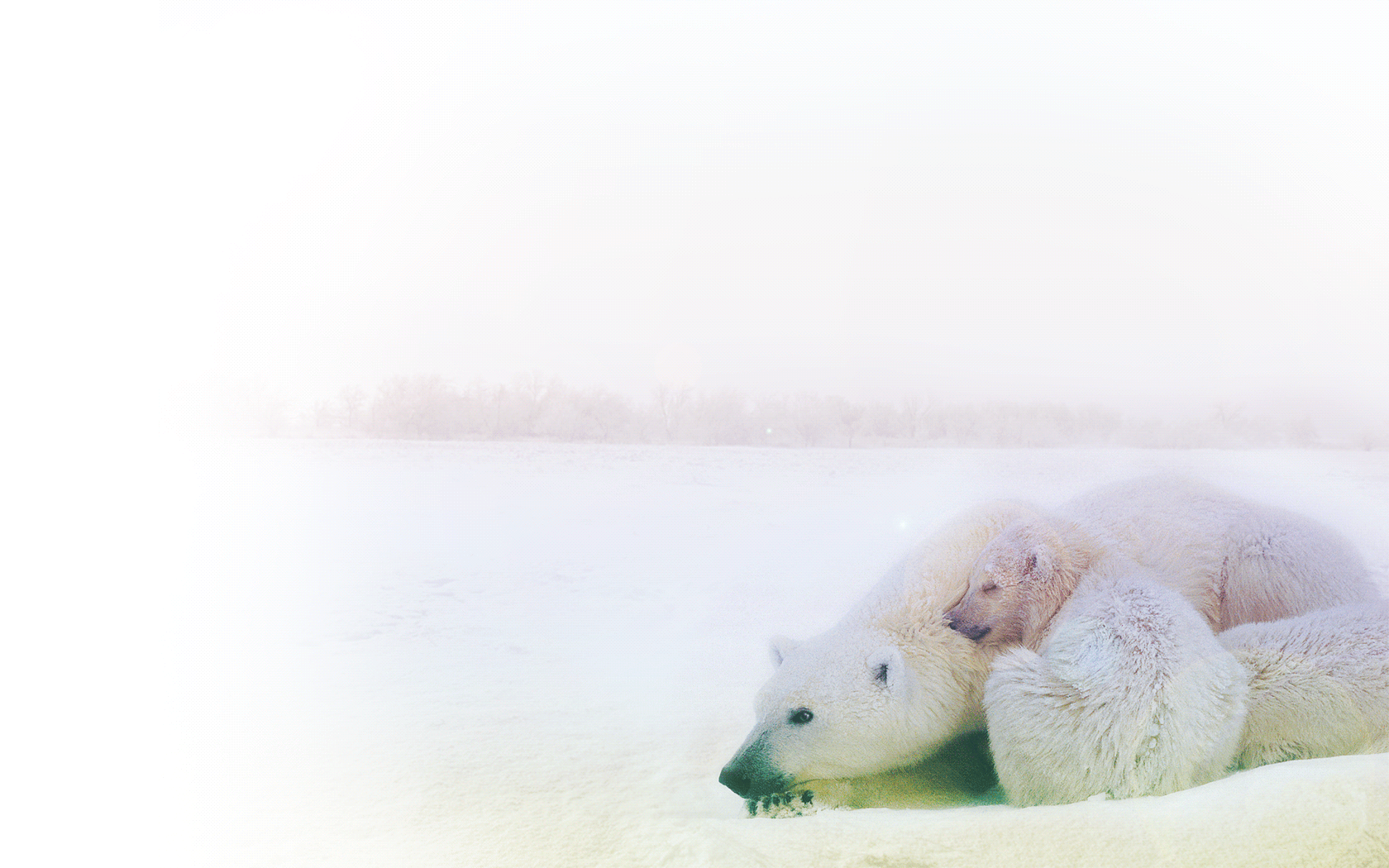会眨眼的可爱北极熊高清动态壁纸