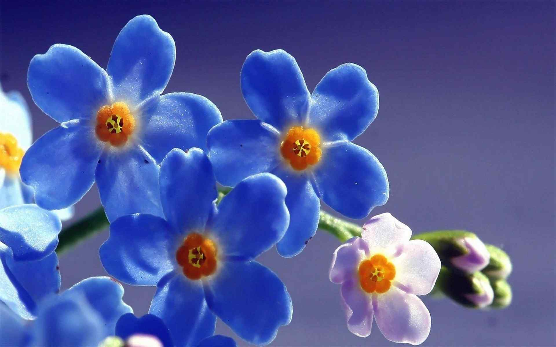 唯美清新植物蓝色鲜花精美高清桌面壁纸图片
