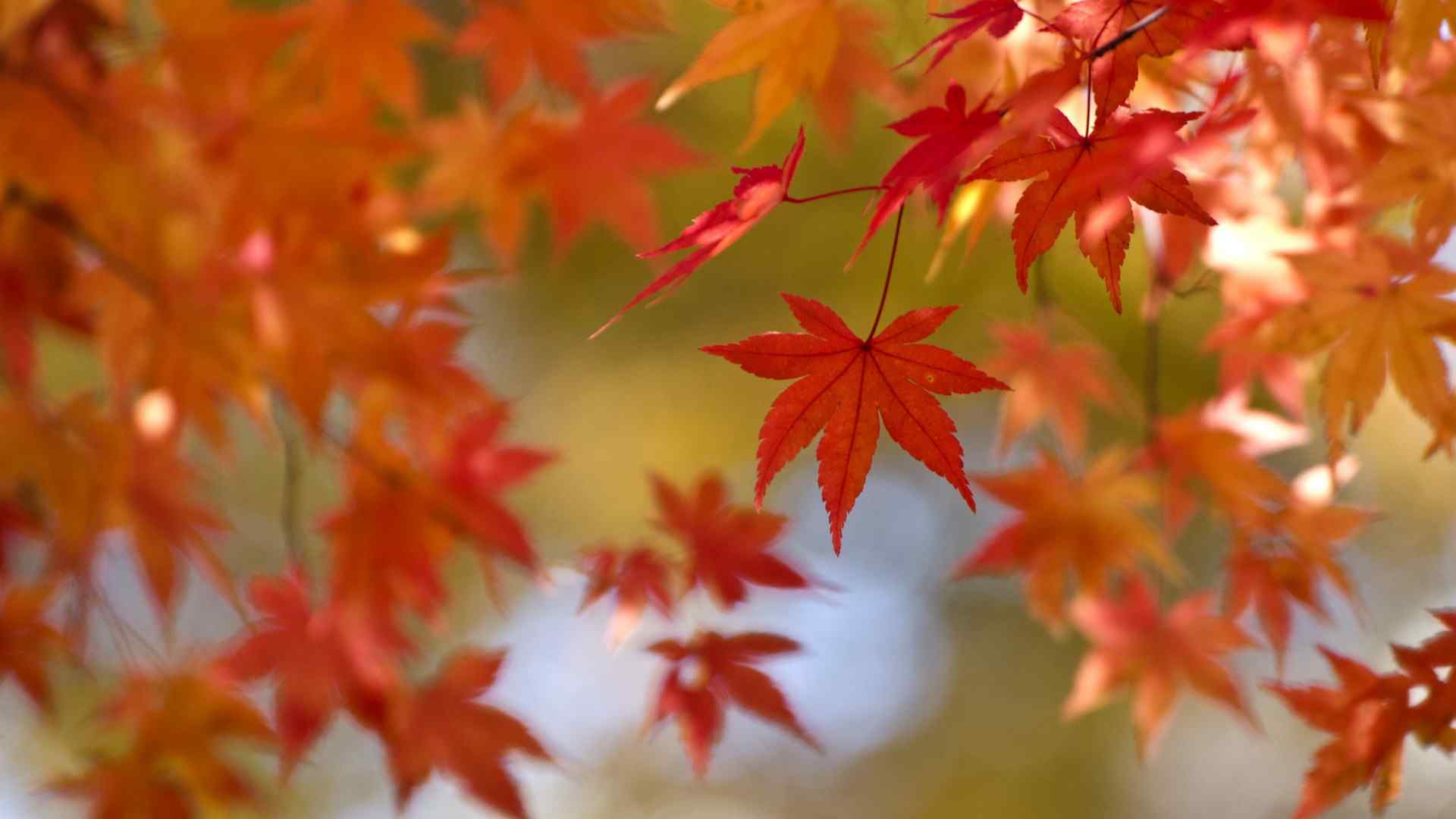 秋天自然风景：红色枫叶唯美壁纸