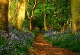 自然森林鲜花步道