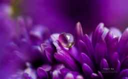 win8/8.1紫色花朵