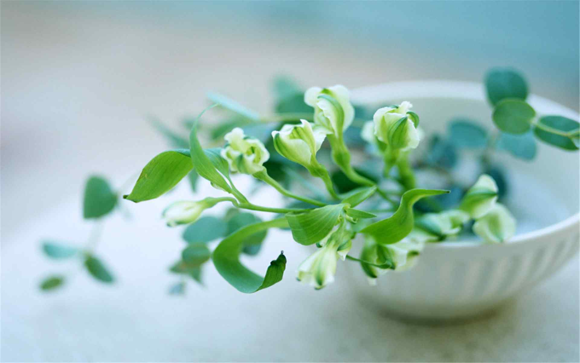 小清新绿色植物花卉高清电脑壁纸图片第二辑