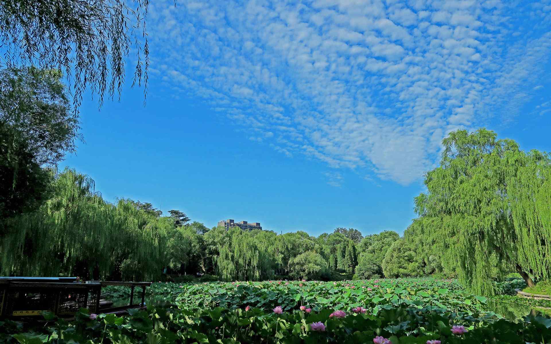 北京紫竹院公园唯美风景图片桌面壁纸