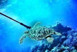 海洋中的生物海龟