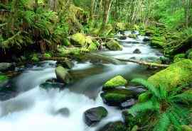 溪水河流高清自然