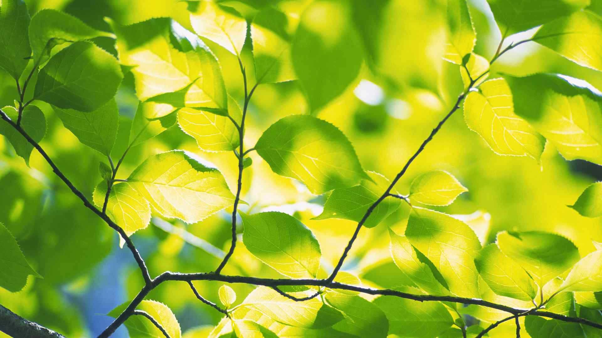 清新绿色植物树叶摄影高清电脑壁纸图片（一）