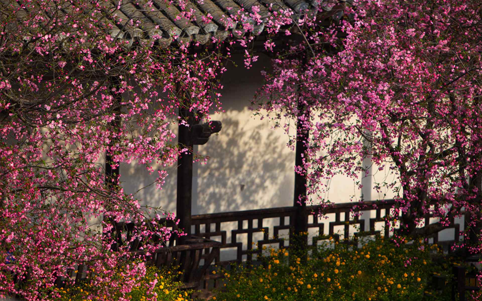 粉嫩海棠花清新唯美的摄影图片桌面壁纸