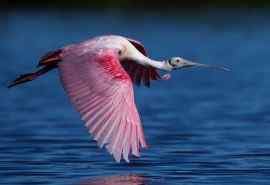 粉红琵鹭鸟类图片
