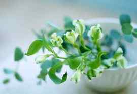 绿色小清新治愈系植物风景桌面壁纸