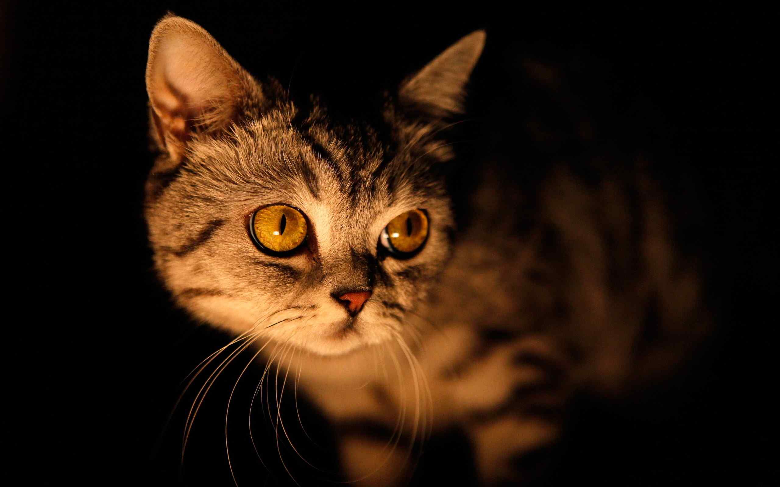 黑夜中的猫咪高清摄影电脑桌面壁纸