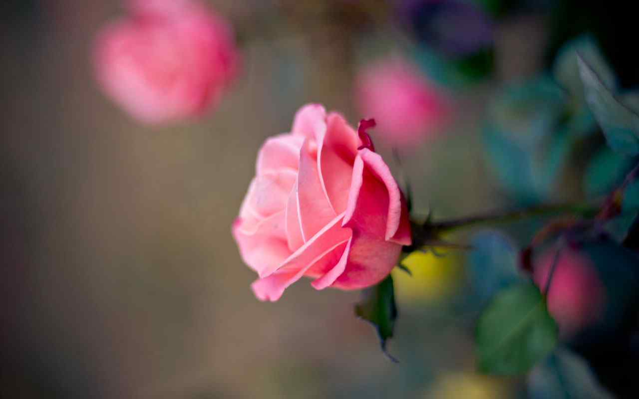 清新唯美粉红玫瑰花高清摄影电脑桌面壁纸