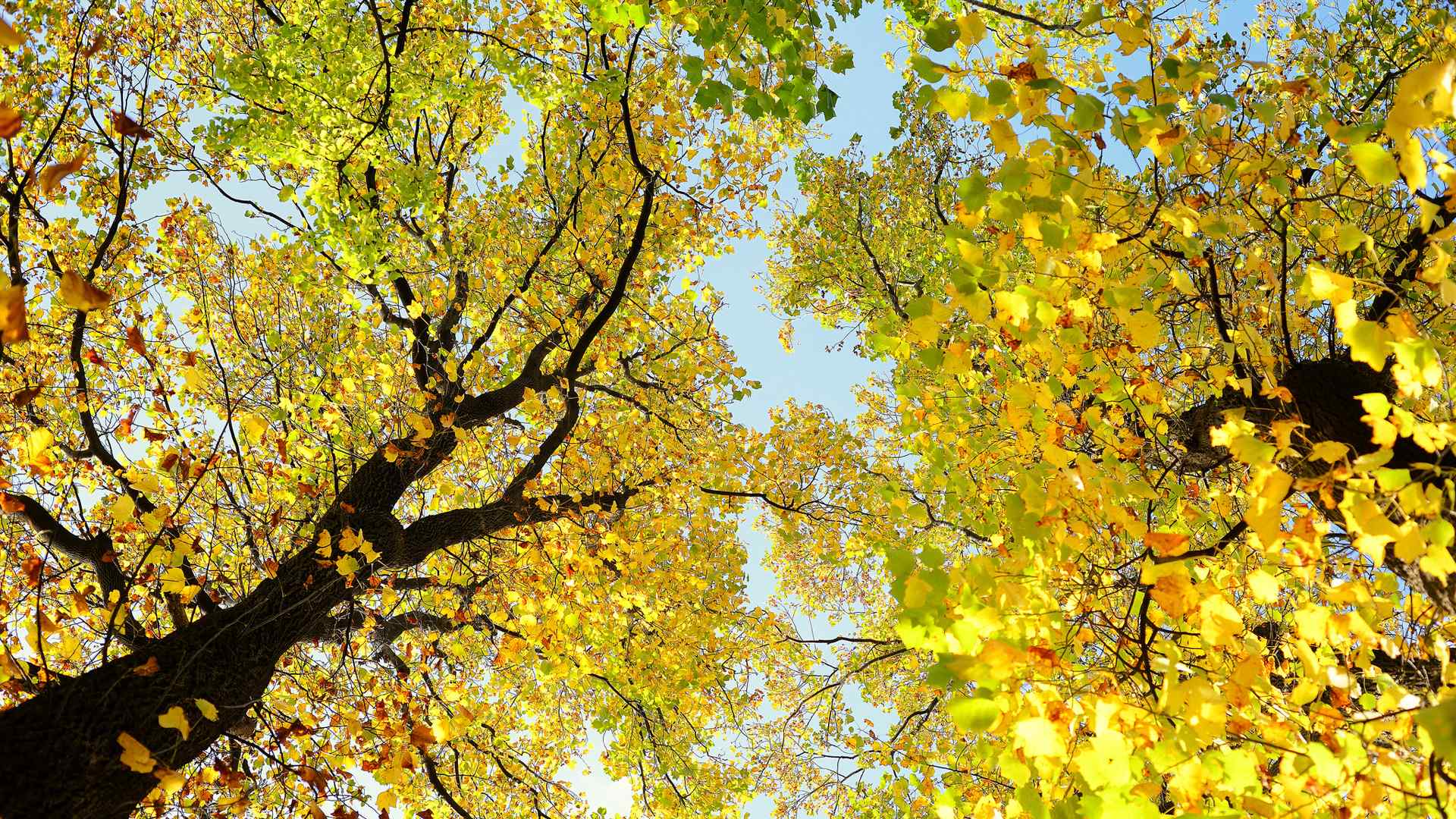 秋季银杏树唯美风景图片桌面壁纸