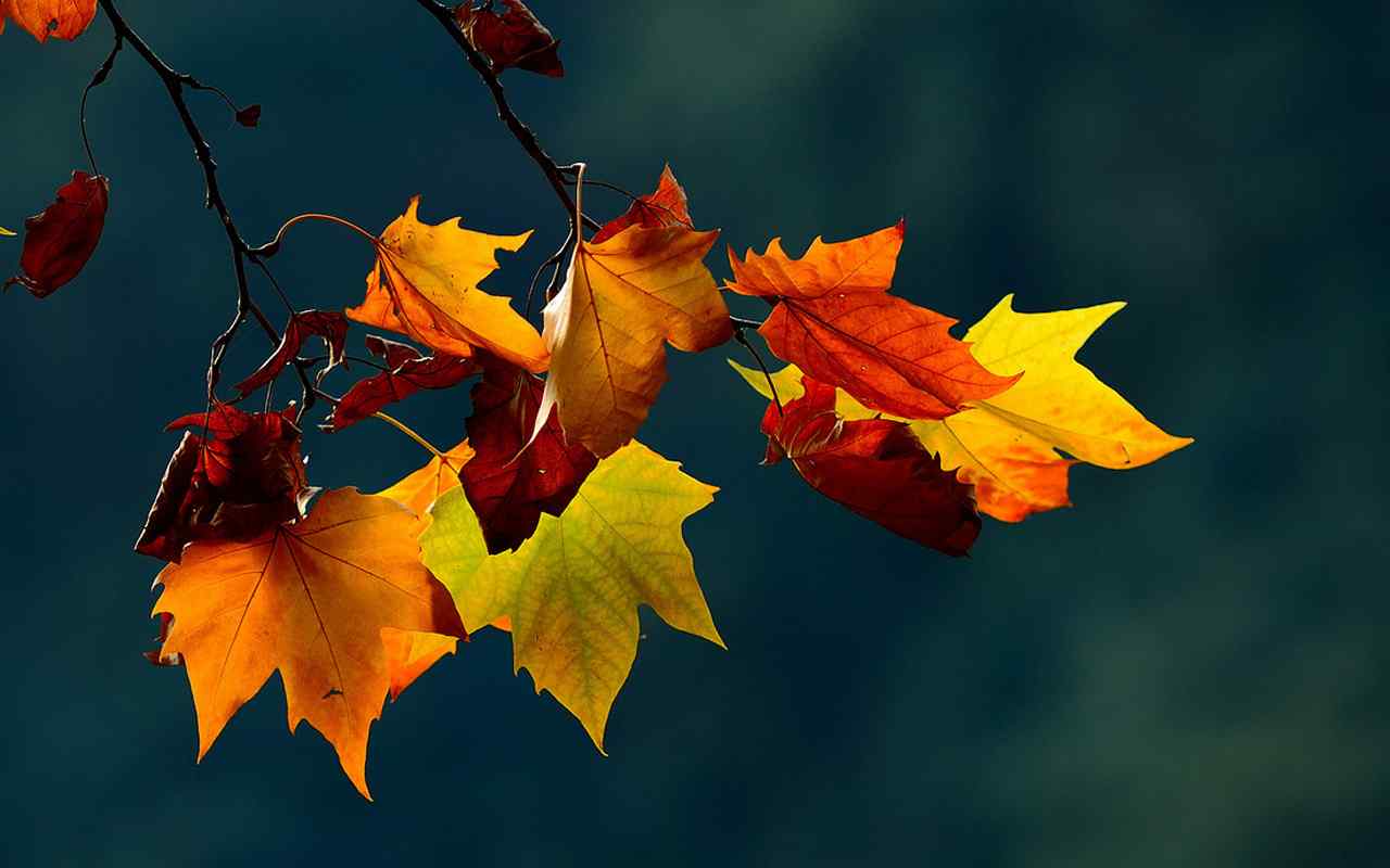 秋季飘落的梧桐叶风景图片桌面壁纸