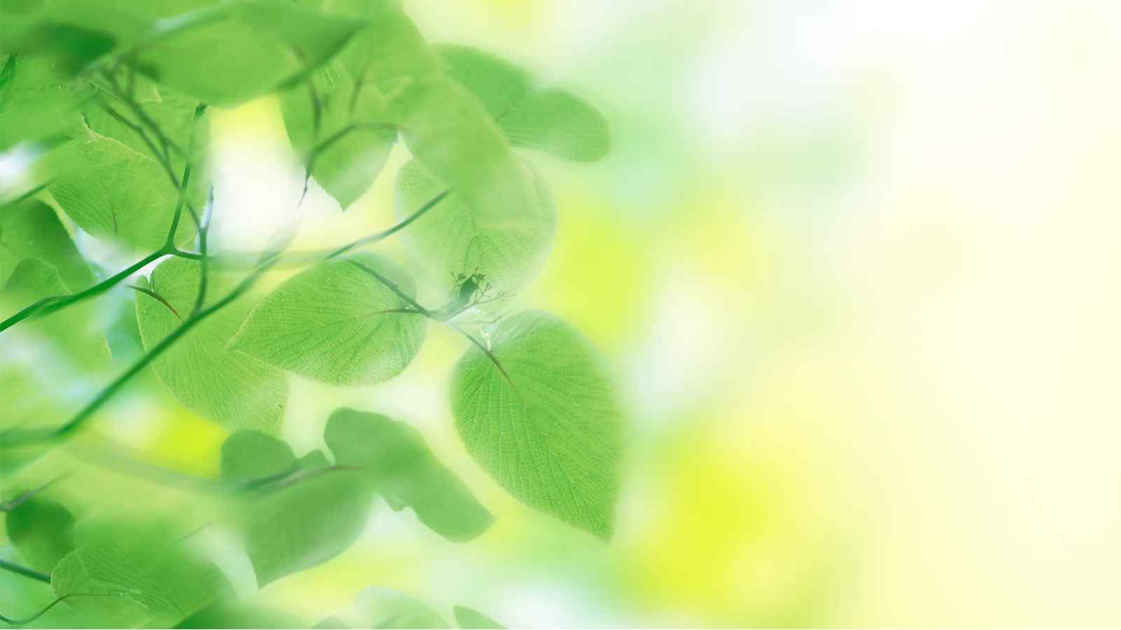 清新简约的唯美绿色植物风景图片壁纸 第一辑（6张）
