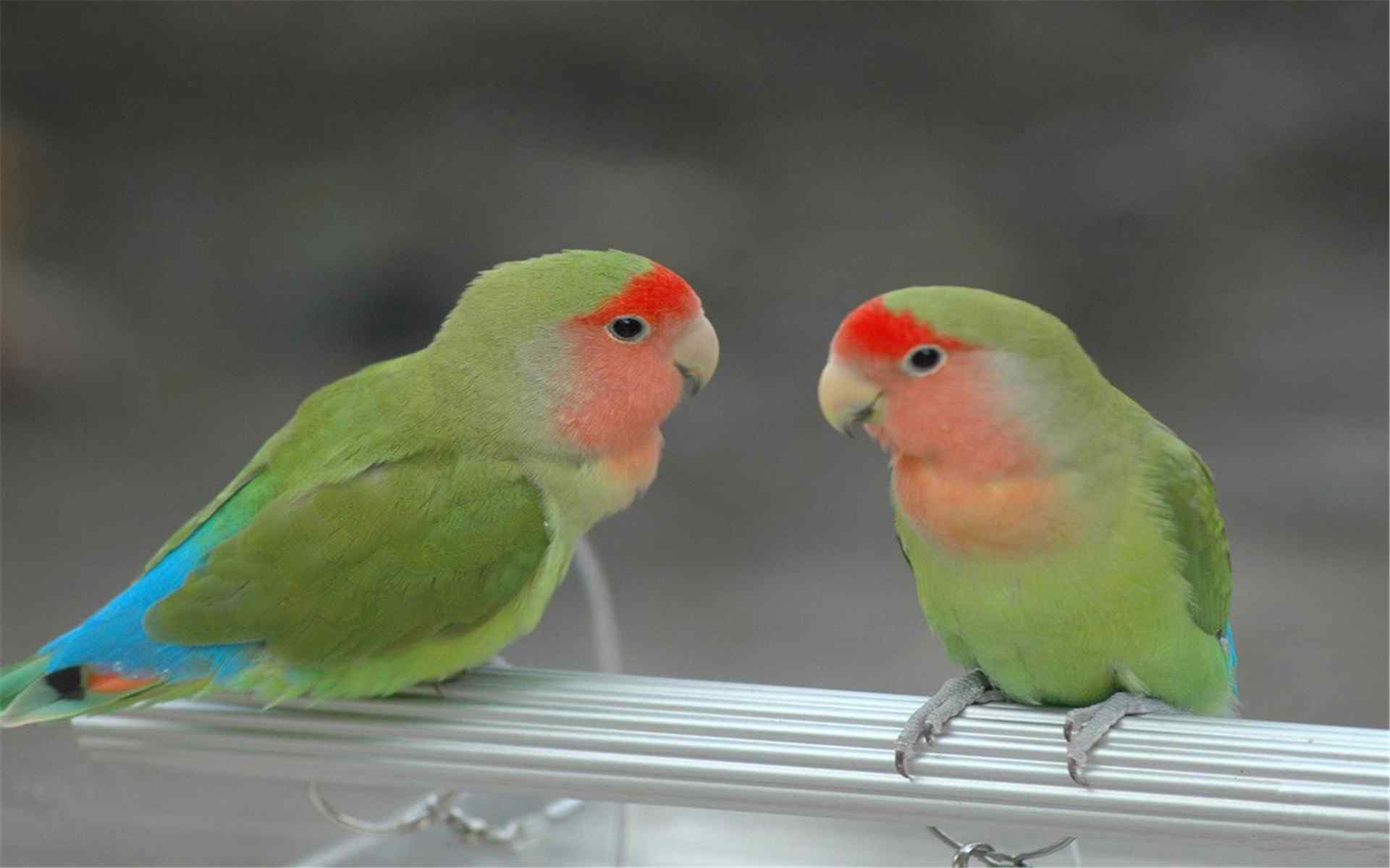 可爱鹦鹉高清动物摄影电脑桌面壁纸（13辑）