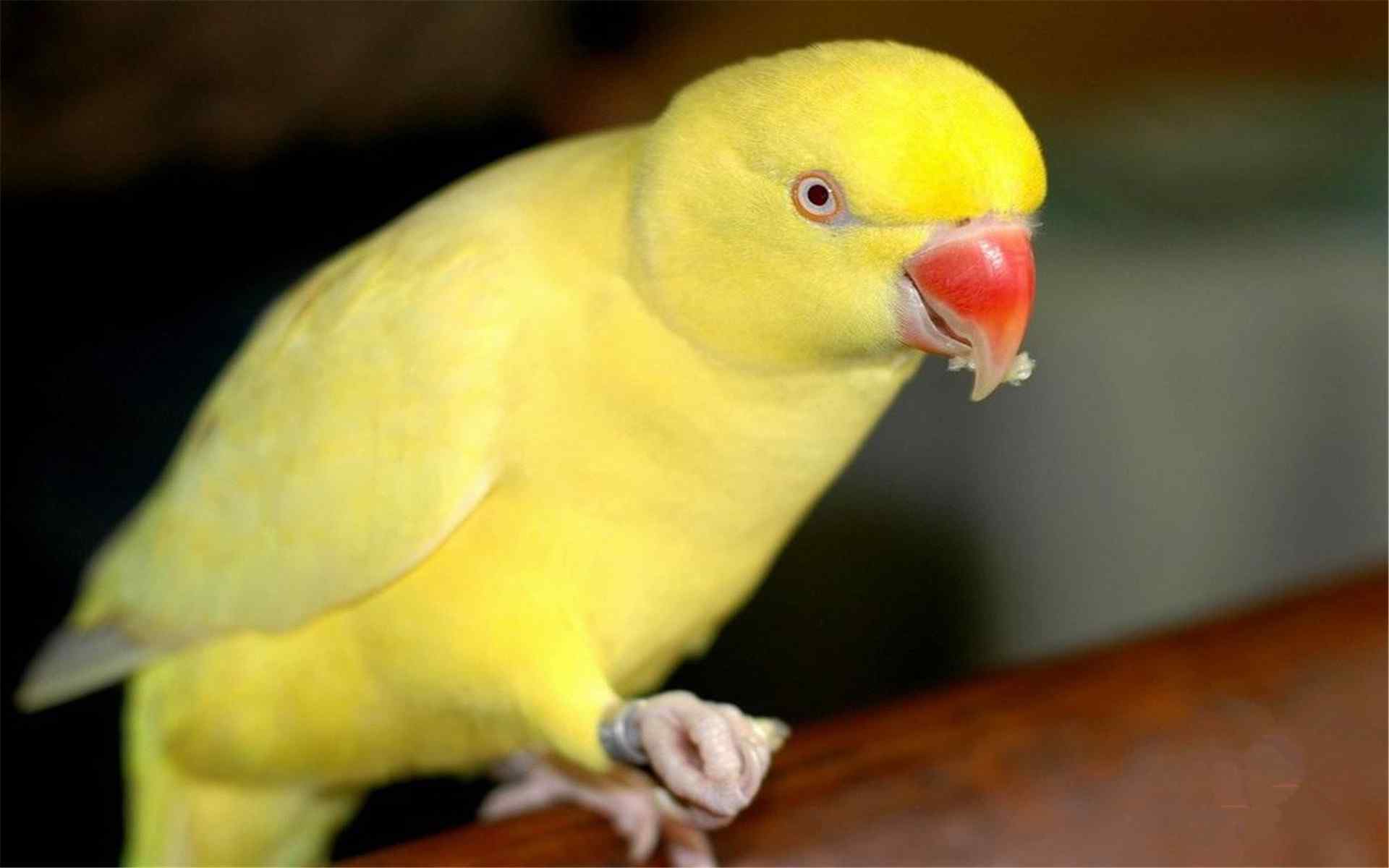 可爱鹦鹉高清动物摄影电脑桌面壁纸（13辑）