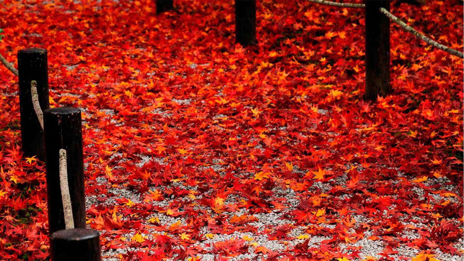 叶落黄金毯|秋季唯美落叶风景桌面壁纸（8辑）