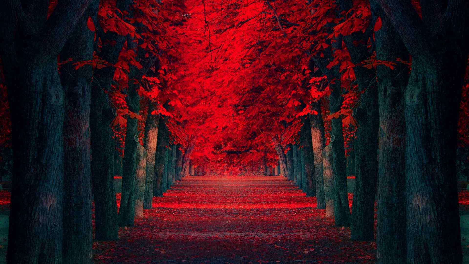 无尽小径唯美窒息红枫林高清壁纸：时光走过的路