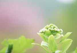 清新简约的唯美绿色植物风景图片壁纸 第一辑（6张）