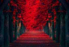 无尽小径唯美窒息红枫林高清壁纸：时光走过的路