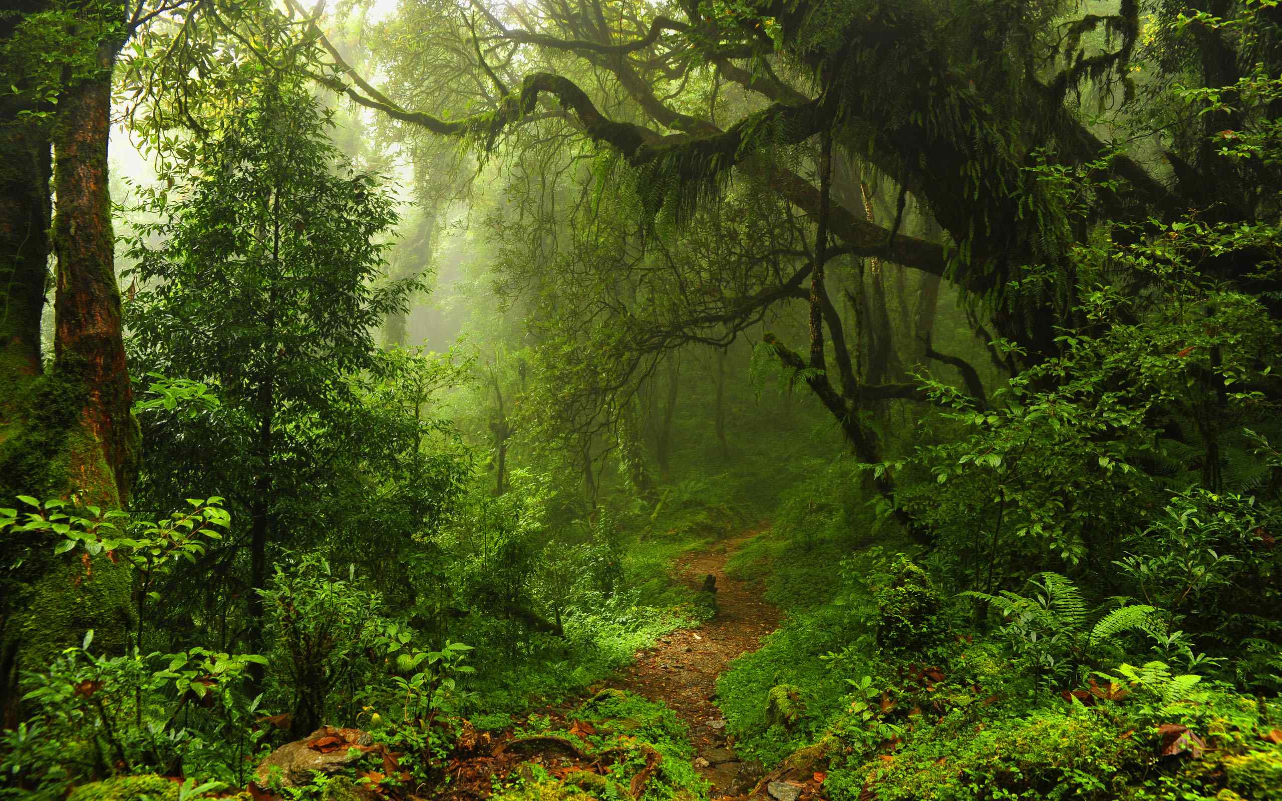 热带雨林绿色植物风景图片桌面壁纸第二辑