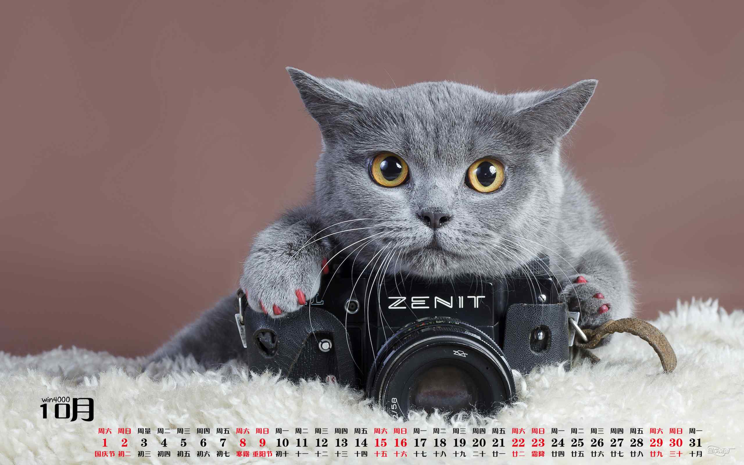 2016年10月日历猫咪与单反桌面壁纸