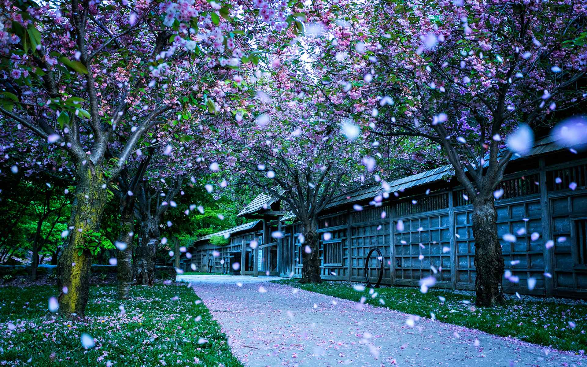 充满梦幻色彩的唯美樱花风景图片桌面壁纸