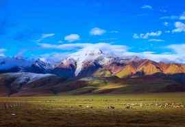 西藏羊八井草原天