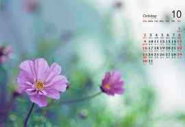 2016年10月日历小清新花朵桌面壁纸